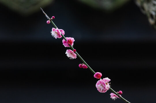 Pink Plum Blossoms on Branch with Dark Background