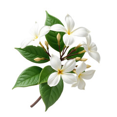 Fototapeta premium Jasmine, Flowers for perfumery PNG