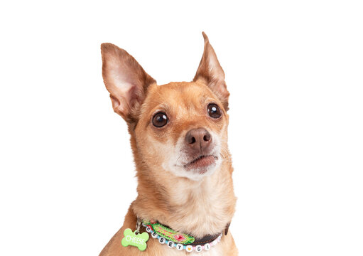 Small dog face. Isolated. Cute Chihuahua with collar and name tag looking at camera with a smirk. Attitude or sassy emotion. Headshot of senior dog. Female short hair Chihuahua. Selective fo