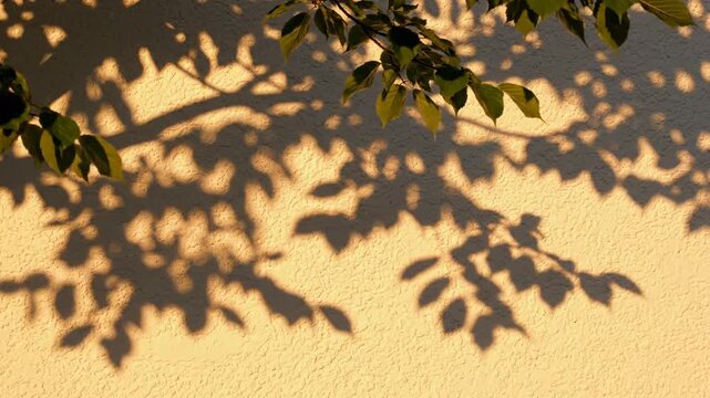 Sunlight dappled tree shadow patterns on textured wall, nature abstract background