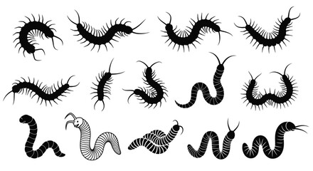 Multiple centipede illustrations in a striking black silhouette © Taylor