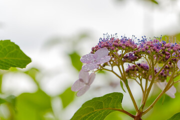 雨上がりの雫が美しい紫色のガクアジサイと明るい空の背景