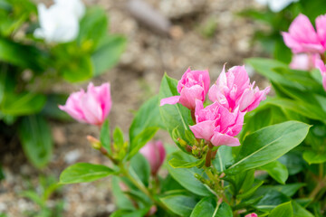庭園に鮮やかに咲くピンク色のマンデビラ（サンパラソル）の花とつぼみ