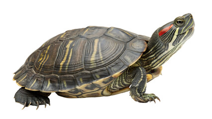 Obraz premium Vibrant turtle with striking red markings on face and shell
