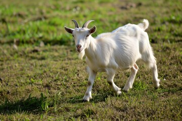 Obraz premium Graceful white goat wandering through lush green grass in a sunny meadow during a warm afternoon