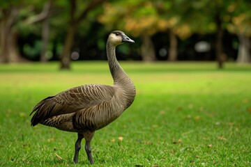 Fototapeta premium Beautiful bird stands gracefully in a lush green park during a sunny afternoon, showcasing nature's vibrant colors and peaceful scenery