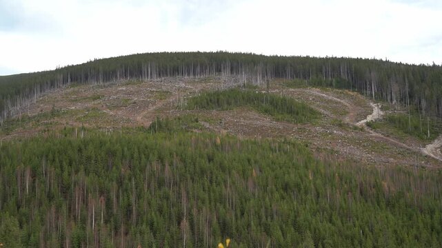 Deforestation. Forest clearing and regrowth process in a logged area near mountain range. Gorgany Range. Autumn hiking in Carpathian Mountains, Ukraine