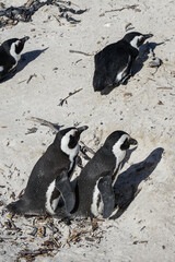 South Africa,Cape Town,Boulders Beach,A group of African penguins resting on a sandy beach with scattered debris and shadows cast by the sun.