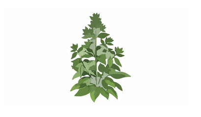 Mature Botanical Plant with Lush Leaves Vector Illustration © MD