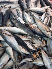 Obraz premium fresh fish on the market
