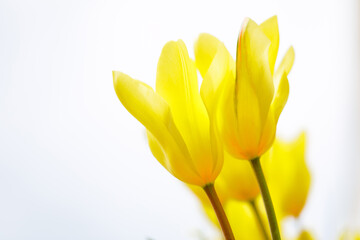 Naklejka premium Bright yellow tulips against soft white background