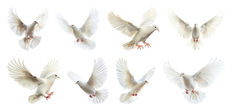 PNG Graceful doves in flight, transparent background