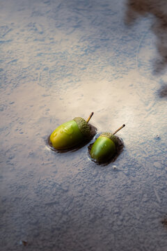 green acorn on oak