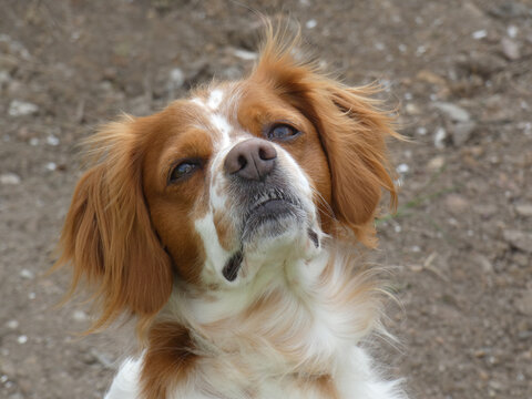 Spaniel breton