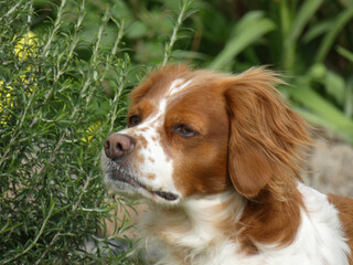 Spaniel breton