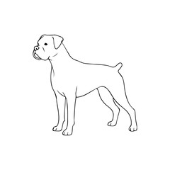 Fototapeta premium Boxer dog breed illustration vector Vector illustration icon on a white background
