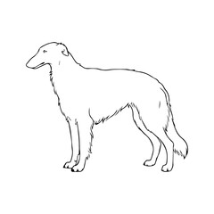 Fototapeta premium Greyhound dog breed illustration vector Vector illustration icon on a white background