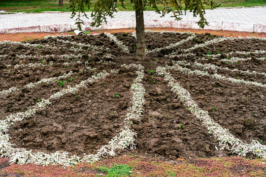 A round flowerbed in a park, freshly prepared for the spring season. Dark, rich soil is arranged in a decorative pattern around a central young tree, ready for the imminent blooming of tulips.