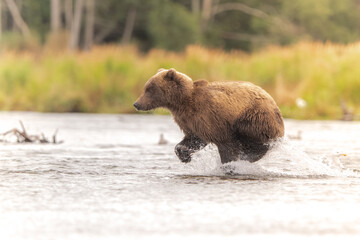 Alaskan brown bear chasing salmon in Brooks River at sunrise