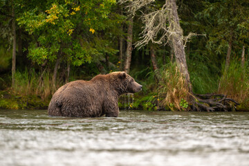 Alaskan brown bear standing in Brooks River