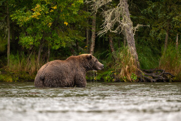 Alaskan brown bear standing in Brooks River