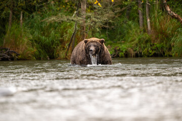 Alaskan brown bear standing in Brooks River