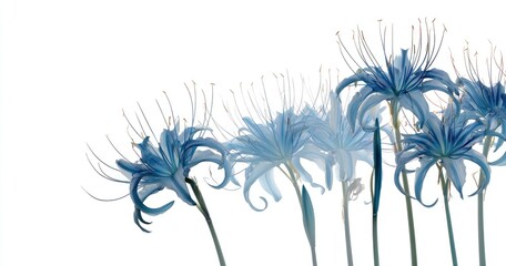 Serene image of multiple bluish flowers with delicate, thin tendrils on a white backdrop