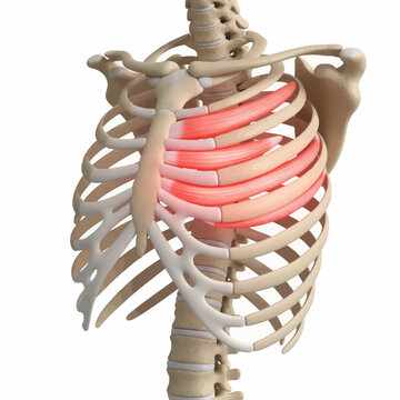 Detailed 3D illustration of the human rib cage and intercostal muscles highlighted in red, indicating potential pain or strain in the chest area