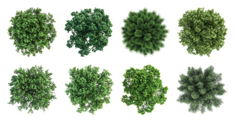 Obraz premium PNG Top view lush green foliage on transparent background