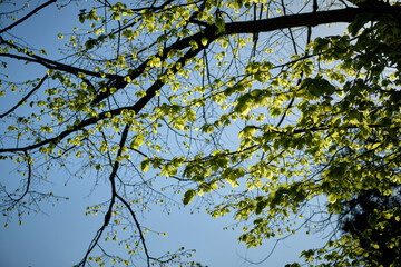 Fototapeta premium Low angle view of fresh green leaves on tree branches against a blue sky