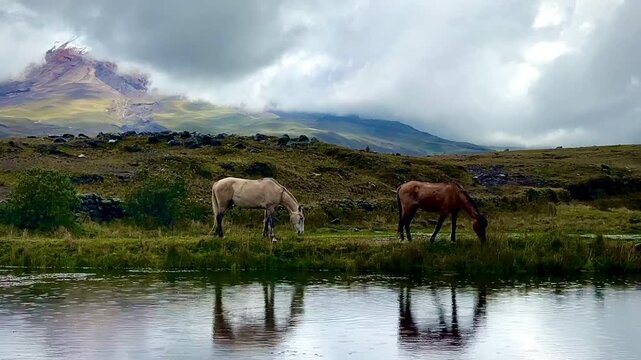 Wild Horses Grazing Beneath Cotopaxi Volcano in High Andean Meadow (Cotopaxi National Park, Ecuador)