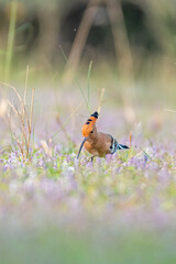 HOOPOE  © Dev Mukund