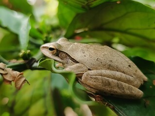 Obraz premium Tree frogs (especially Polypedates leucomystax) are characterized by splayed toes with adhesive pads for climbing, slender bodies, and smooth skin. They are nocturnal.