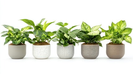 Fototapeta premium Five potted houseplants in various muted tones, displayed horizontally against a white background