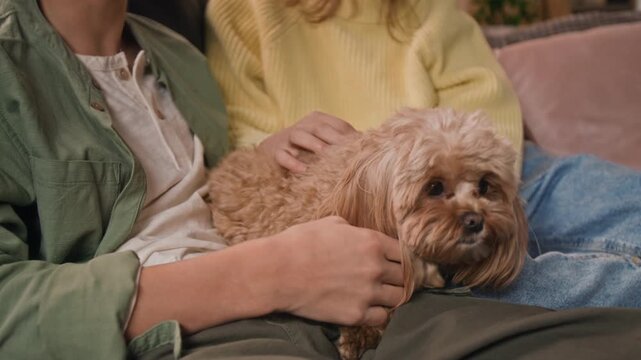 Tilt down view of two Caucasian gen alpha children dressed casually petting adorable moodle dog at home