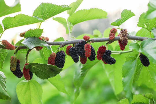 Fresh Mulberry Berries Ripening on Branch in Local Orchard - Authentic Farm Fruit for Organic Food Eaters