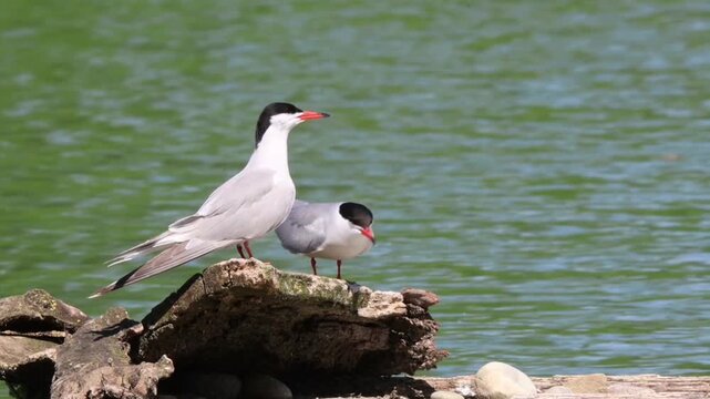 Common tern couple on the nest in European lakes