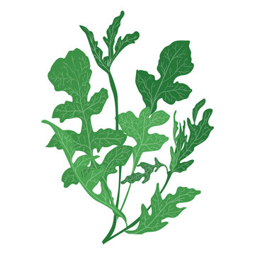 Arugula rucola herb illustration