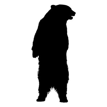 Bear standing silhouette