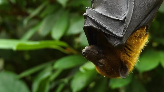 Close up view of a fruit bat or flying fox hanging off a tree branch on a sunny spring day in the rain forest moving around his head.