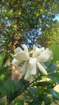 White Gardenia Flower Blooming in Tropical Garden with Soft Natural Bokeh