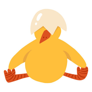 Chicken sitting beak shell flat