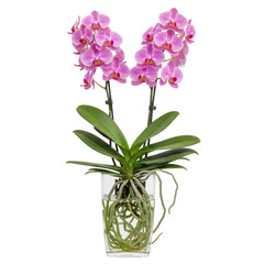 Obraz premium Vibrant pink orchids in a glass vase with a decorative stone base