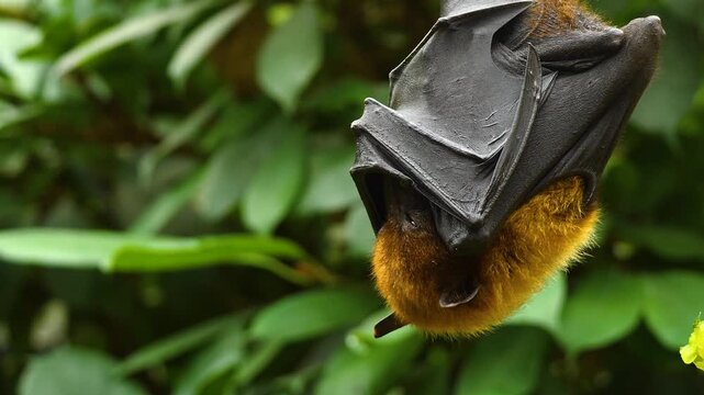 Close up view of a fruit bat or flying fox hanging off a tree branch on a sunny spring day in the rain forest moving around his head.
