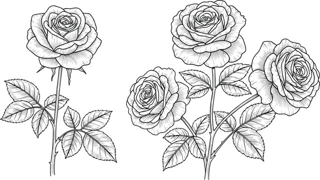 Hand drawn rose flowers botanical illustration set with detailed petals stems and leaves in vintage engraving line art vector style
