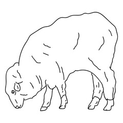 Sheep lamb ear wool hoof stroke animal © Vexels