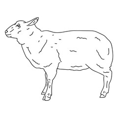 Sheep lamb wool ear hoof stroke animal © Vexels