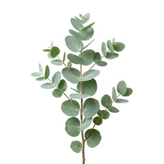 Fresh eucalyptus silver dollar branch with round leaves © BTG