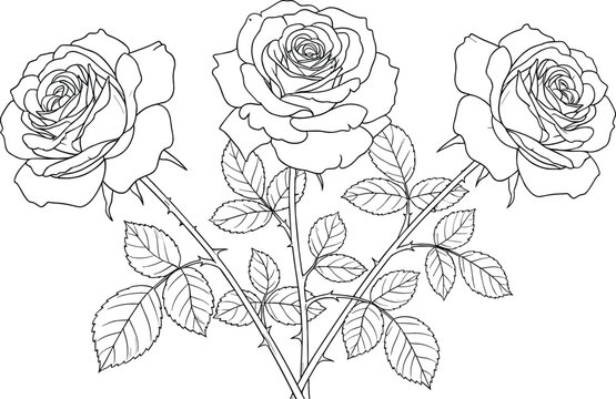 Hand drawn rose flowers line art vector illustration with detailed botanical stems and leaves in elegant black outline style