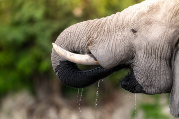 African elephant drinking from CHobe River in Chobe National Park, Botswana